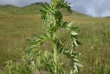 Cirsium pugnax