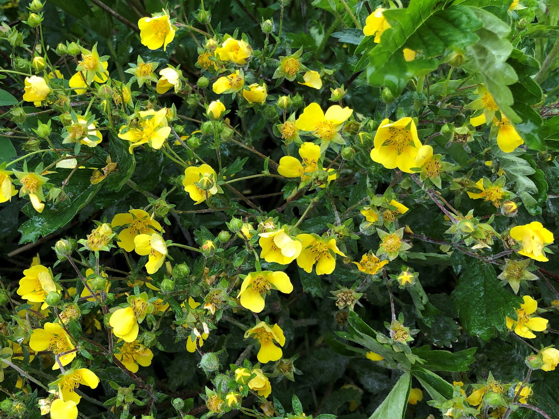 Image of genus Potentilla specimen.