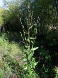 Cirsium setosum