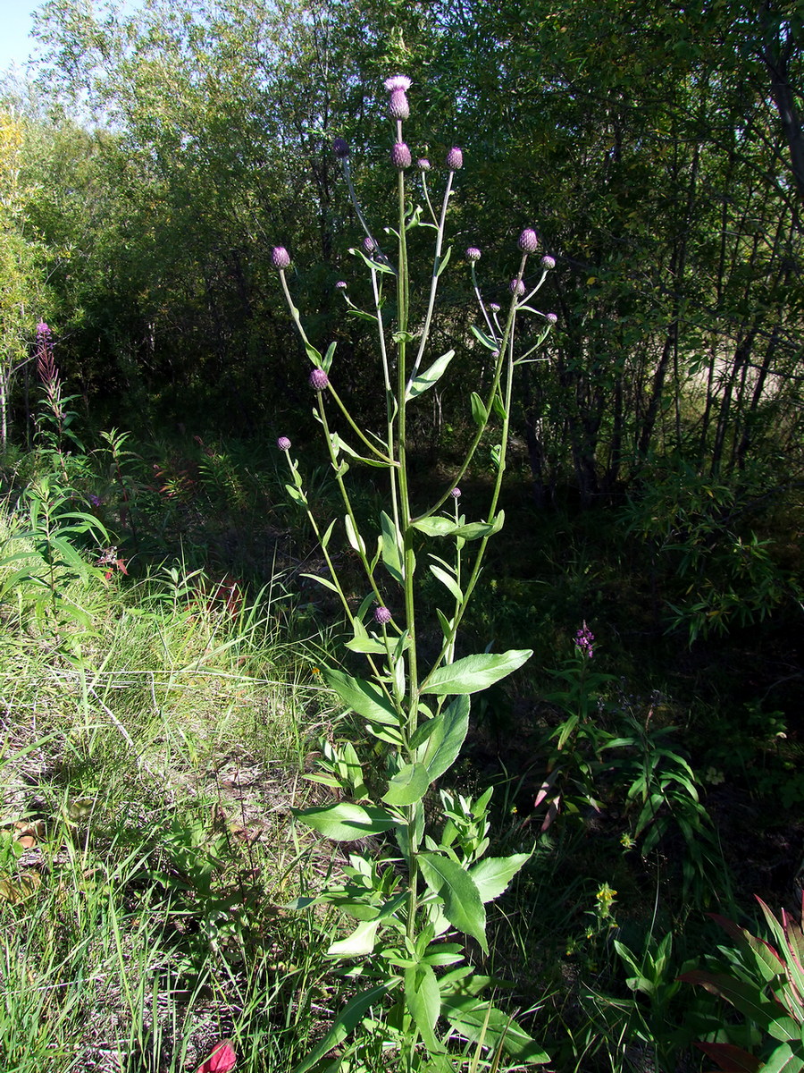 Изображение особи Cirsium setosum.