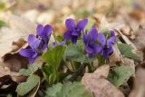 Viola odorata