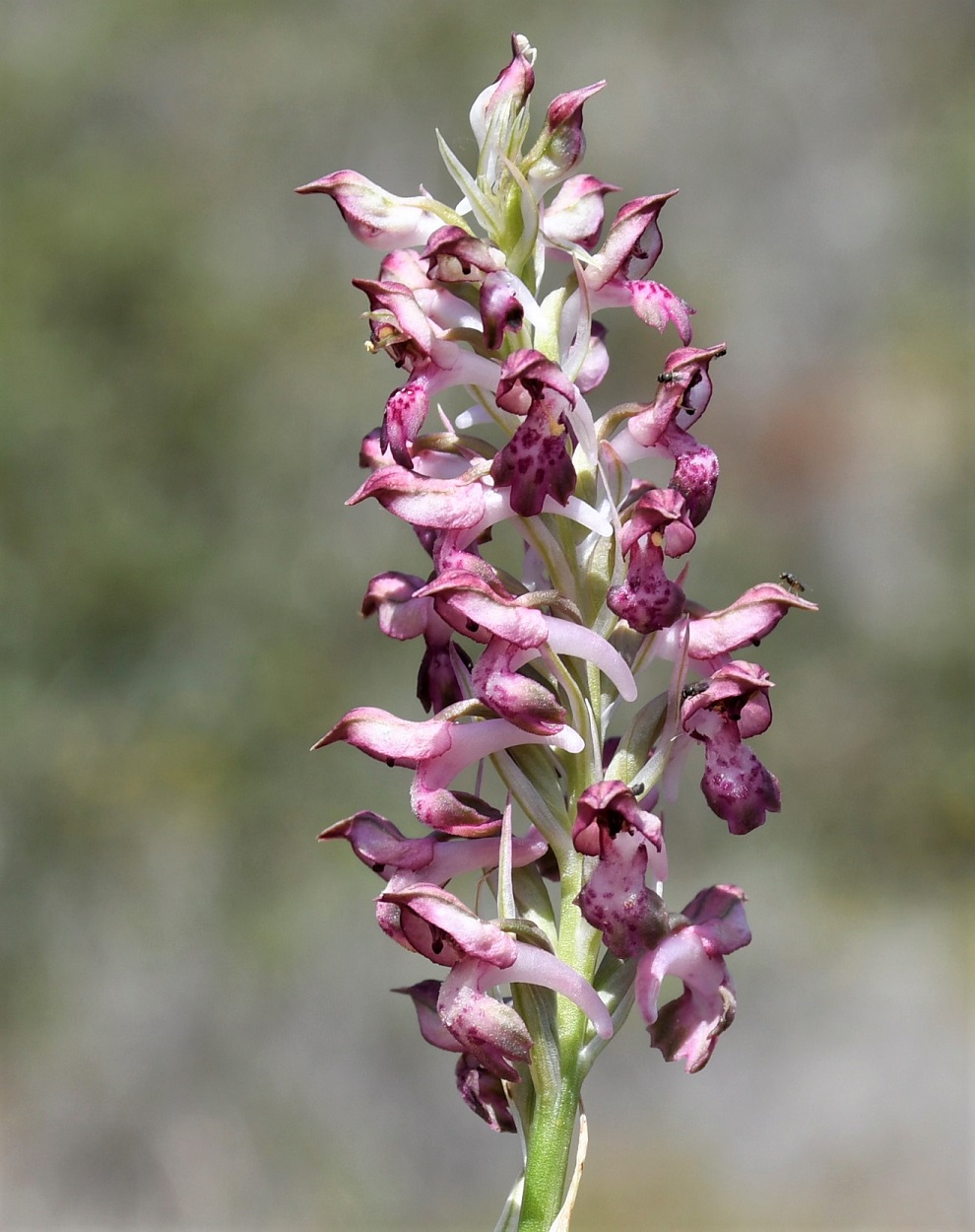 Image of Anacamptis coriophora ssp. fragrans specimen.