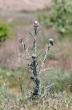 Carduus uncinatus subspecies davisii. Зацветающее растение. Крым, окр. Феодосии, Лисья бухта, степная балка. 5 мая 2023 г.