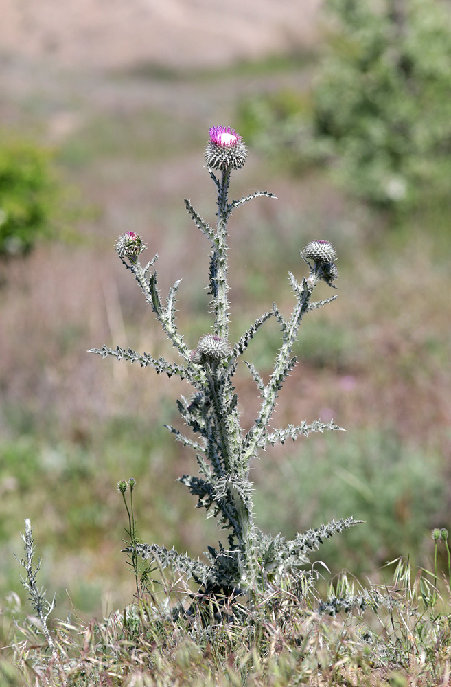 Изображение особи Carduus uncinatus ssp. davisii.