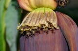 Musa acuminata