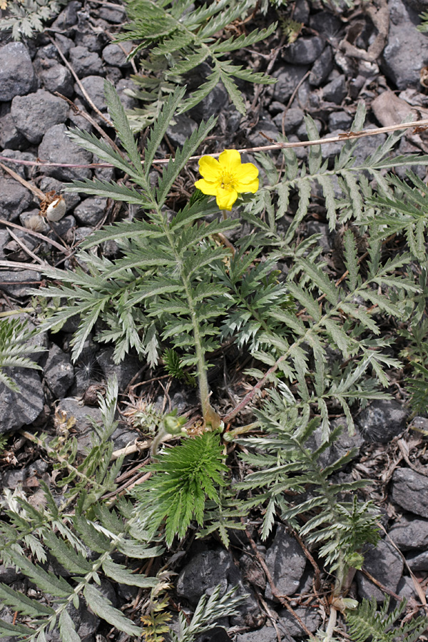 Image of Potentilla anserina specimen.