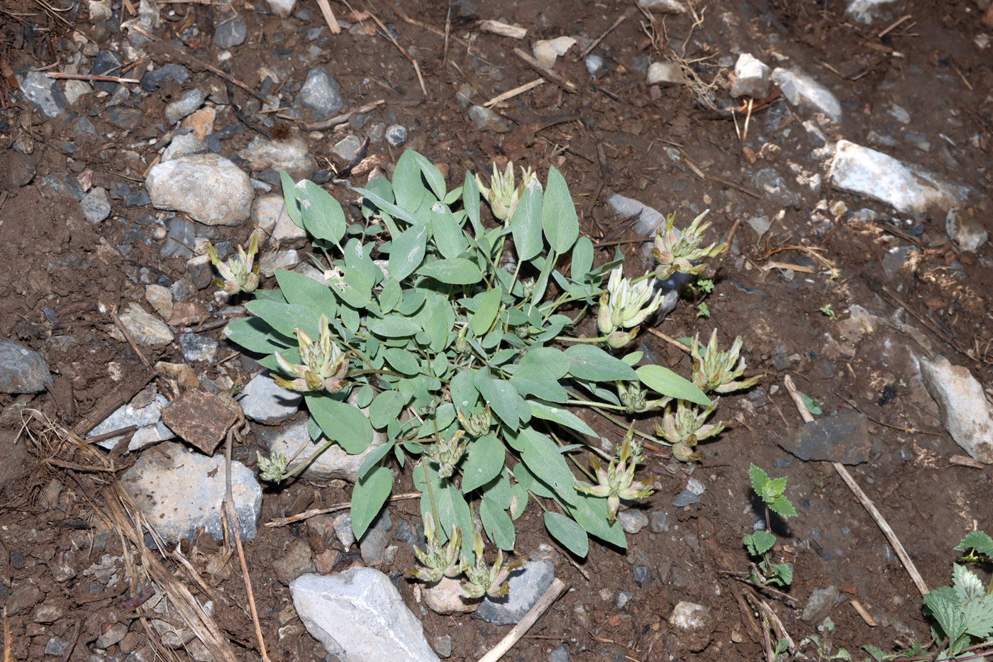 Изображение особи Astragalus lasiocalyx.