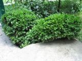 Buxus sempervirens