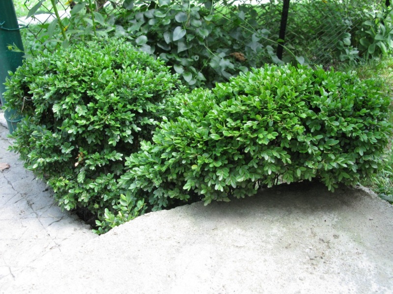 Изображение особи Buxus sempervirens.