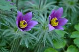 Pulsatilla vulgaris. Верхушки побегов с цветками. Москва, ботанический сад МГУ \"Аптекарский огород\", в культуре. 05.05.2012.