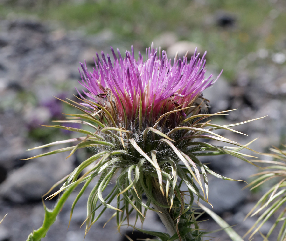 Изображение особи Carduus acanthocephalus.