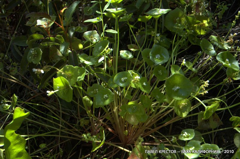 Image of Claytonia perfoliata specimen.