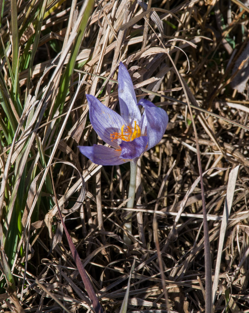 Изображение особи Crocus speciosus.