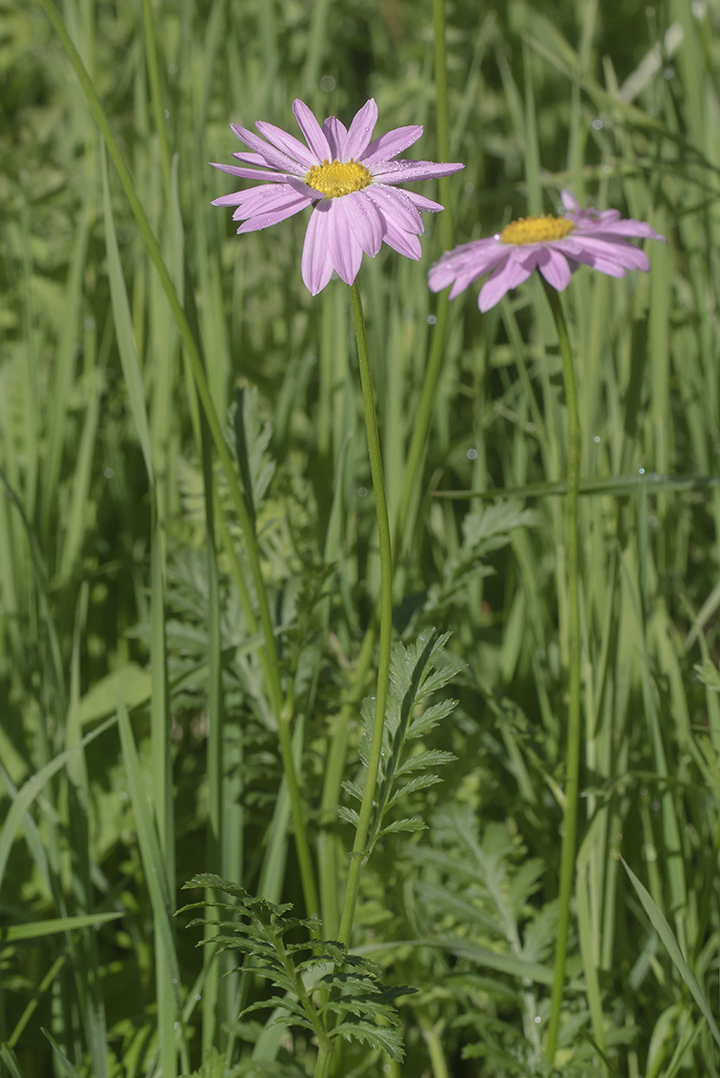 Изображение особи Pyrethrum coccineum.