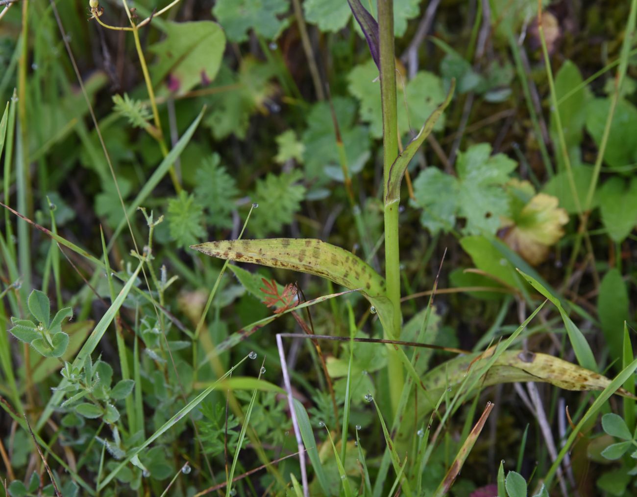 Image of Dactylorhiza urvilleana specimen.