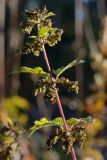 Urtica dioica. Верхушка побега с соплодиями. Адыгея, Кавказский биосферный заповедник, Азишский перевал, 1750 м н.у.м., опушка. 18.09.2023.