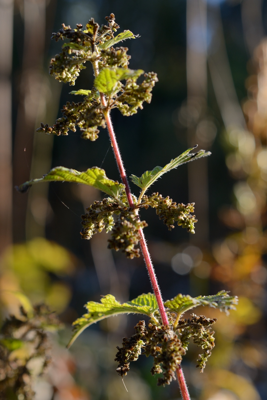 Изображение особи Urtica dioica.