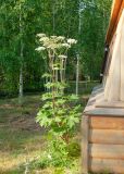 Heracleum dissectum. Цветущее растение на поляне у гостевых домиков. Республика Саха (Якутия), Горный улус, Мытахский наслег, база \"Уораннах\". 23.07.2023.