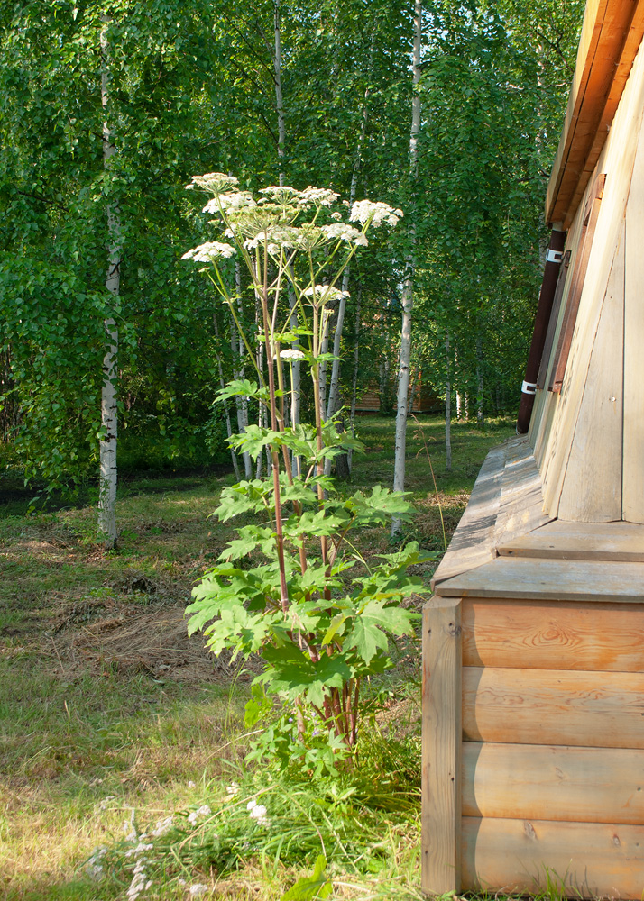 Image of Heracleum dissectum specimen.