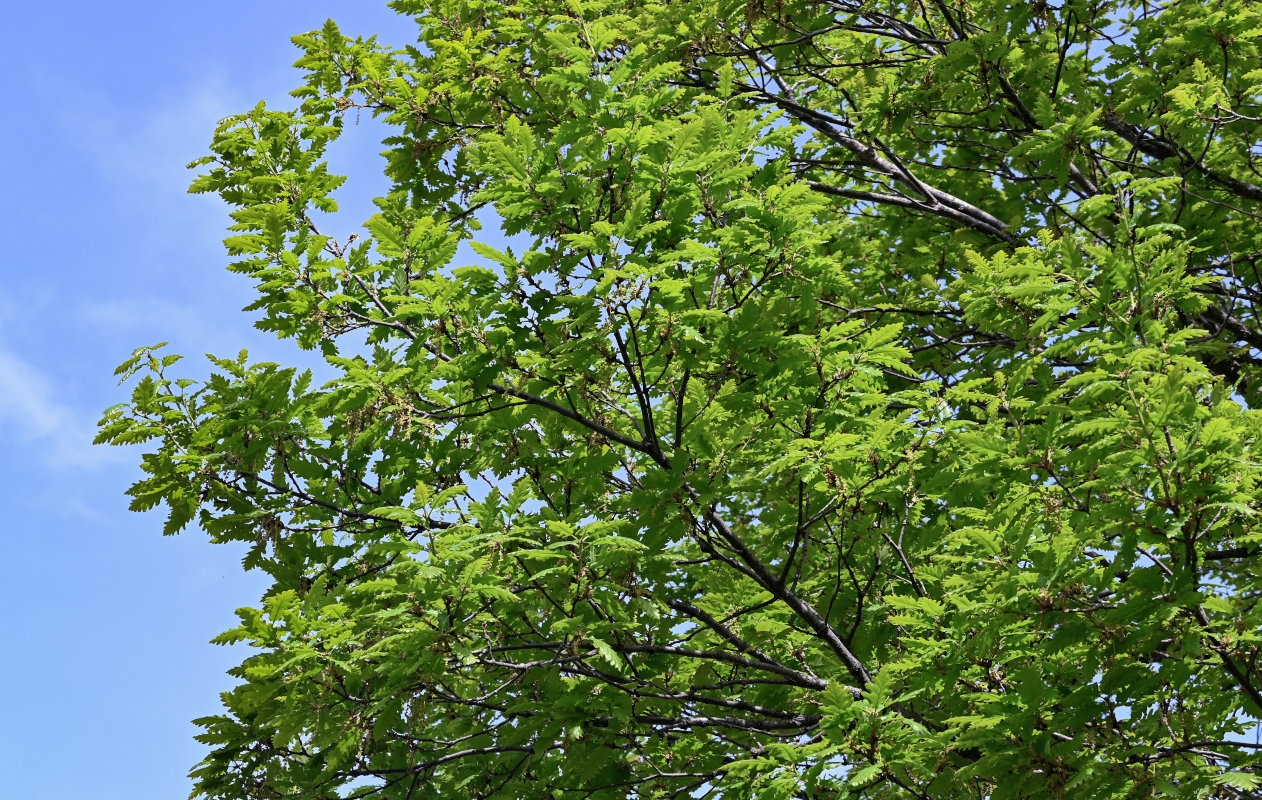 Изображение особи Quercus petraea.