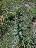 Cirsium turkestanicum