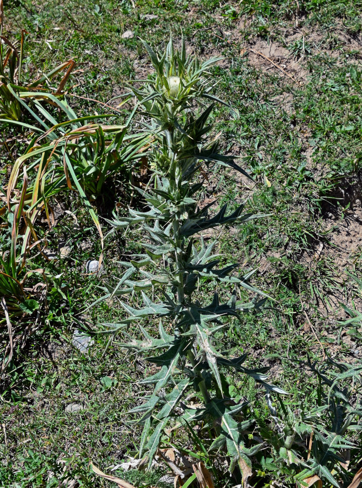 Изображение особи Cirsium turkestanicum.