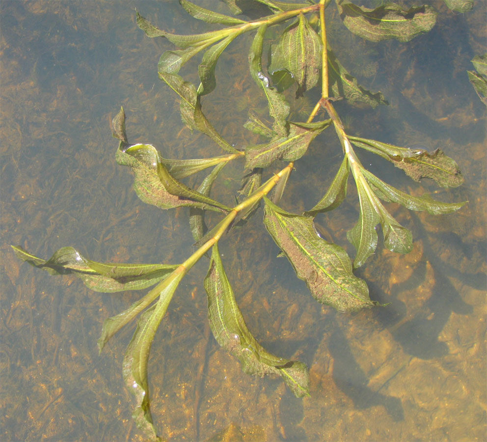 Изображение особи Potamogeton &times; decipiens.