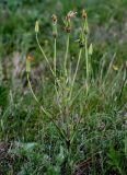 Tragopogon orientalis. Отцветающее растение. Хакасия, Бейский р-н, окр. с. Верх-Киндирла, степь. 12.06.2022.