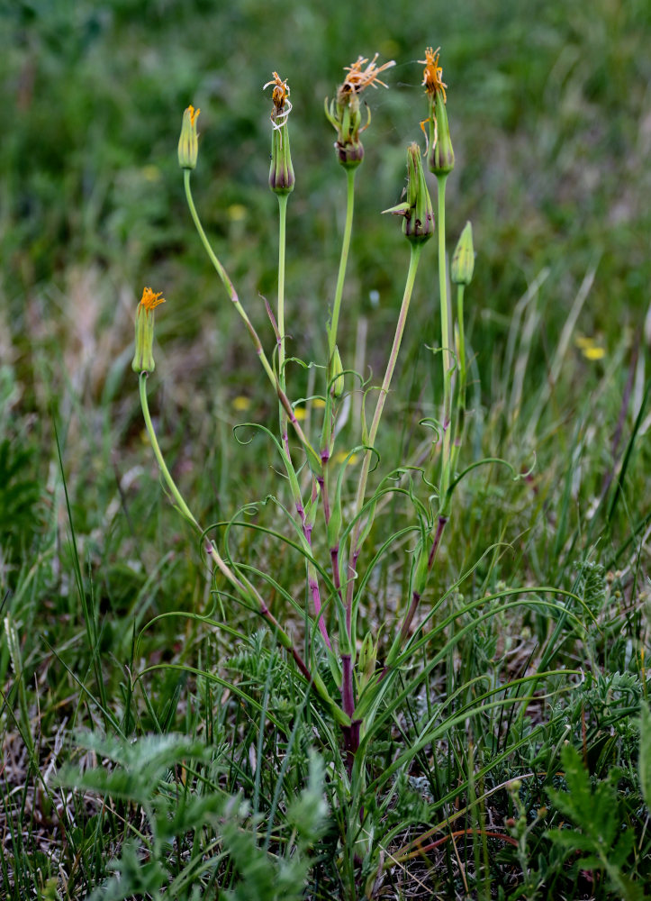 Изображение особи Tragopogon orientalis.