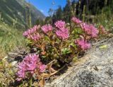 Sedum spurium. Цветущее растение. Карачаево-Черкесия, Карачаевский р-н, Большой Кавказ, правый борт долины р. Узункол, западный склон горы Чатбаши немногим выше альплагеря \"Узункол\", ≈ 2170 м н.у.м., субальпийский луг. 26.07.2023.