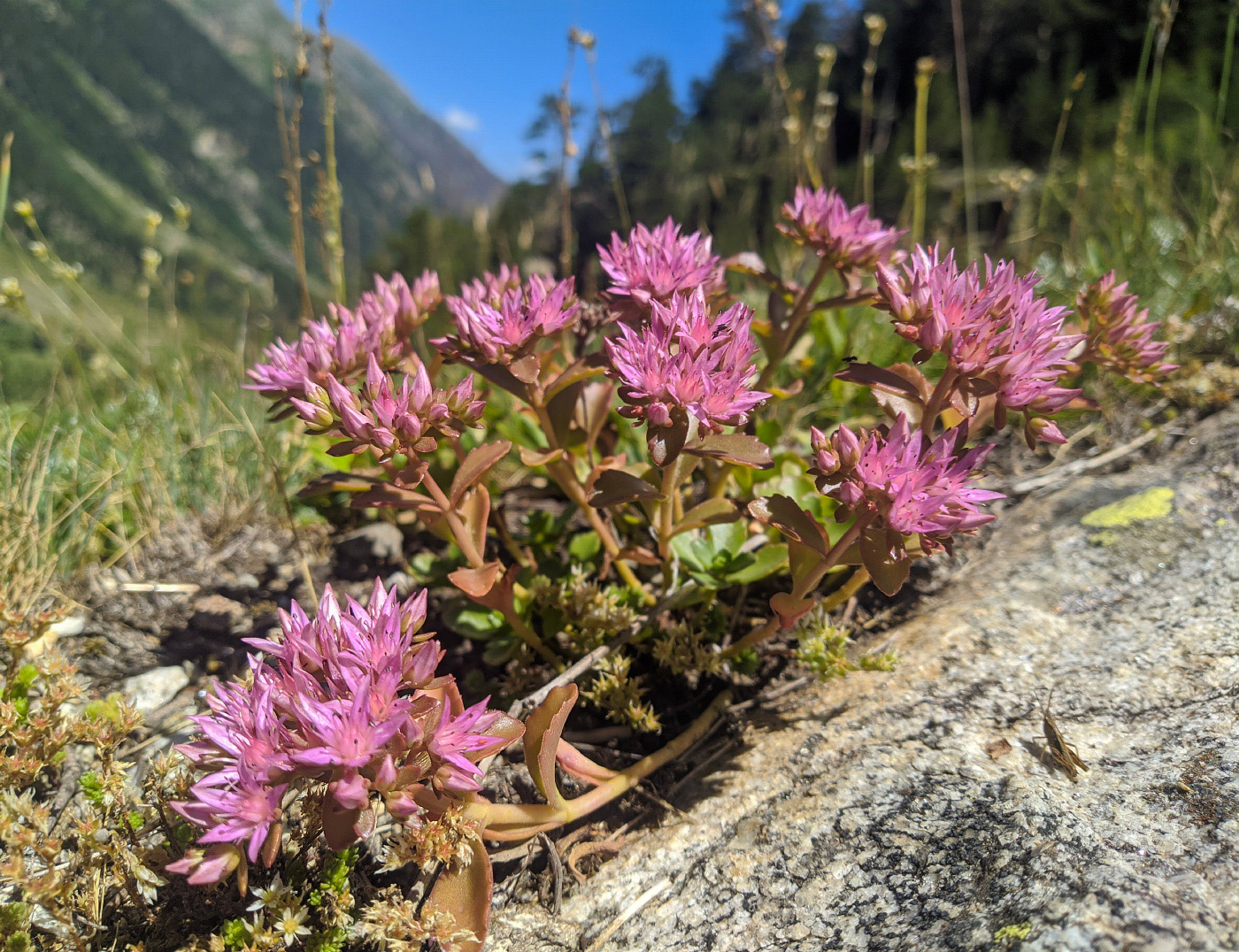 Изображение особи Sedum spurium.