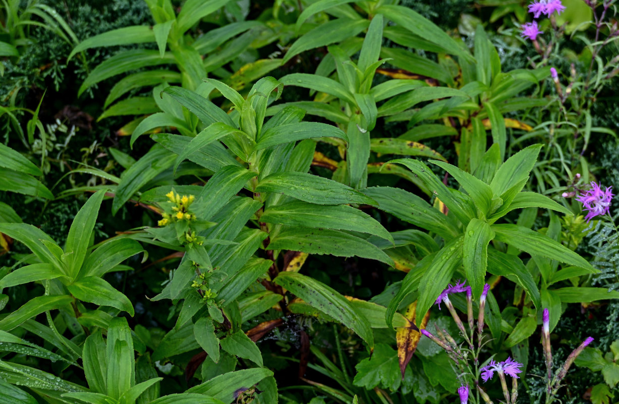 Изображение особи Arnica sachalinensis.