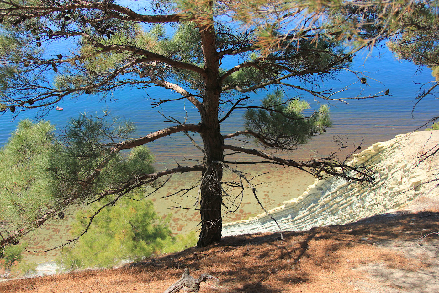 Image of Pinus pityusa specimen.