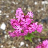 Silene compacta. Цветки. Краснодарский край, городской округ Сочи, Адлерский р-н, с. Эстосадок, горнолыжный курорт \"Роза Хутор\", обочина горнолыжной трассы в лесу, северный склон хр. Аибга, 1200 м н.у.м. 08.08.2023.