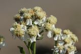 Achillea cartilaginea. Соцветия-корзинки. Великий Новгород, Торговая сторона, берег р. Волхов перед Ярославовым Дворищем, в щели между бордюрным камнем и бетонной плитой набережной. 23.07.2023.