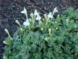Scutellaria immaculata