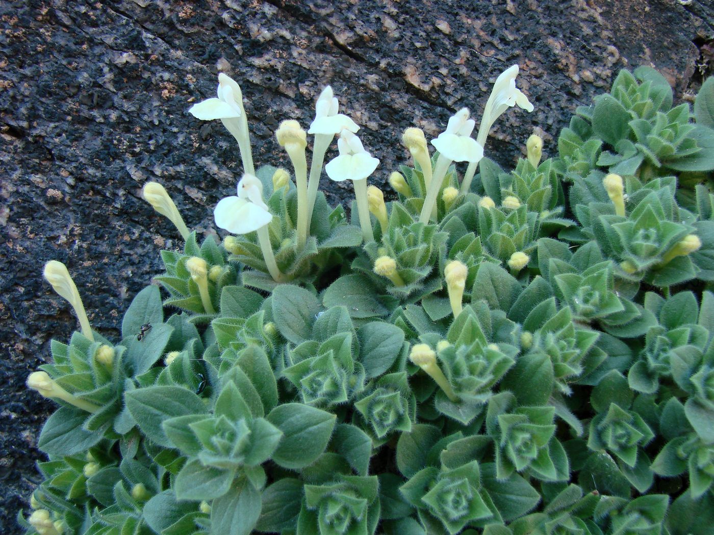 Image of Scutellaria immaculata specimen.