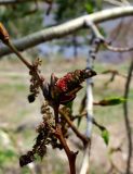 Populus suaveolens. Цветочная мужская серёжка. Бурятия, Иволгинский р-н, 427-й км трассы Р-258 \"Байкал\", обочина дороги. 22.05.2023.