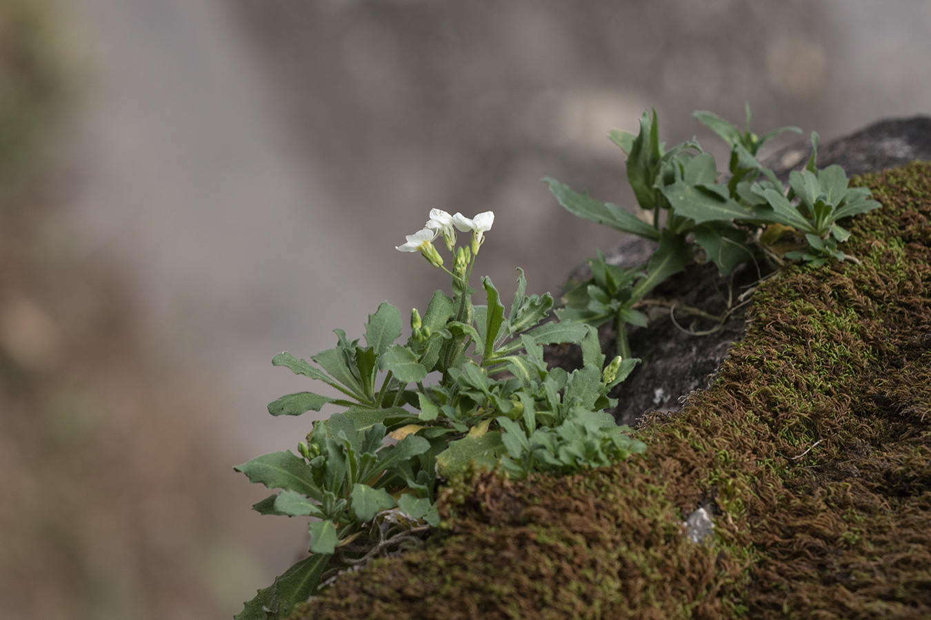 Изображение особи Arabis caucasica.