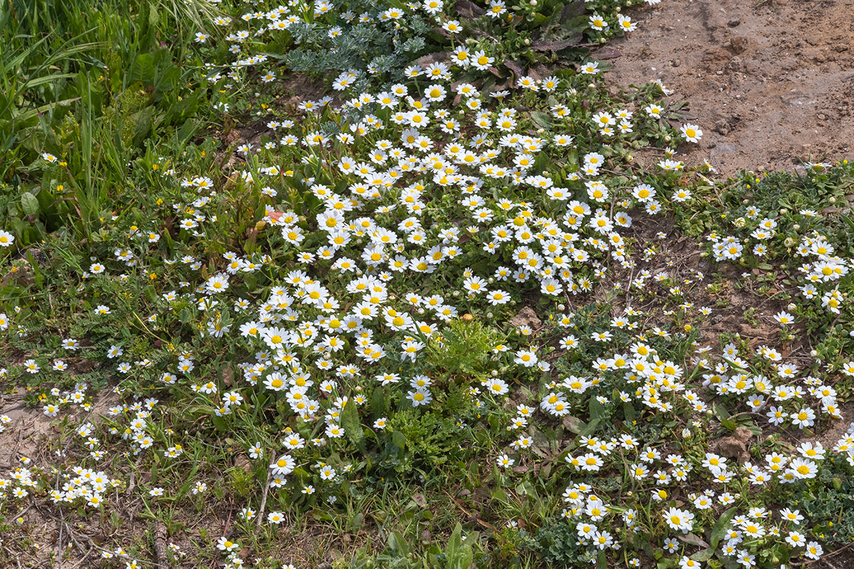 Image of genus Anthemis specimen.