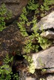 Anogramma leptophylla. Растения на скальном гребне. Крым, Южный берег, гора Кастель. 02.04.2024.