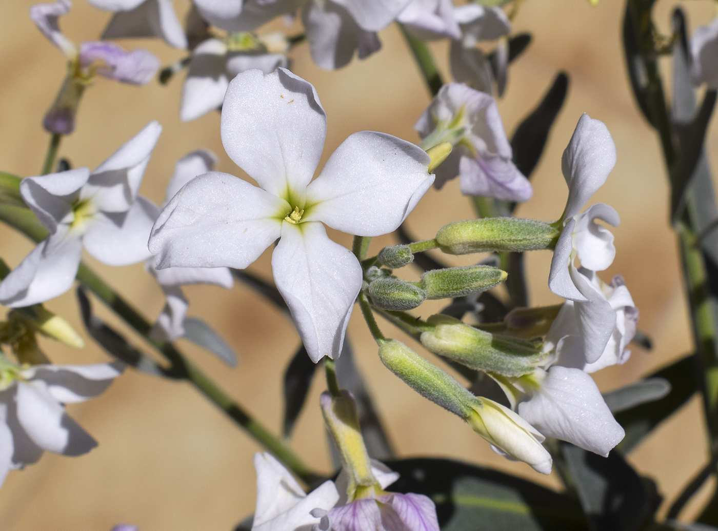 Изображение особи Matthiola incana.