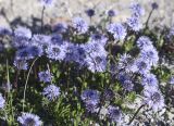 Globularia cordifolia