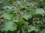 genus Rumex. Растение в начале цветения. Абхазия, Рицинский реликтовый национальный парк, северный берег оз. Рица, ≈ 900 м н.у.м., старый парк. 13.04.2024.