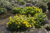 Caltha palustris