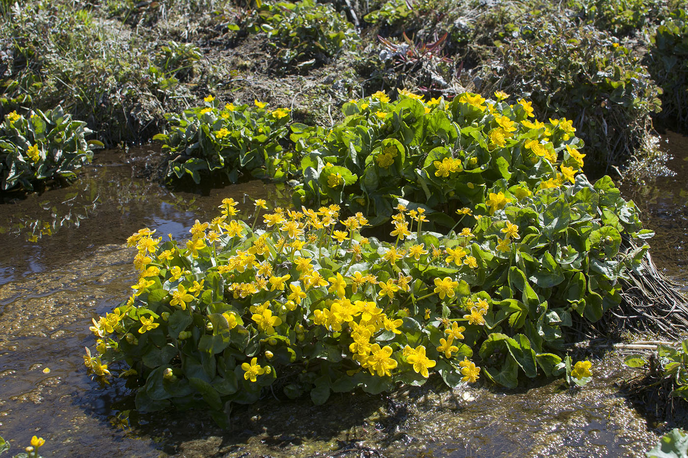 Изображение особи Caltha palustris.