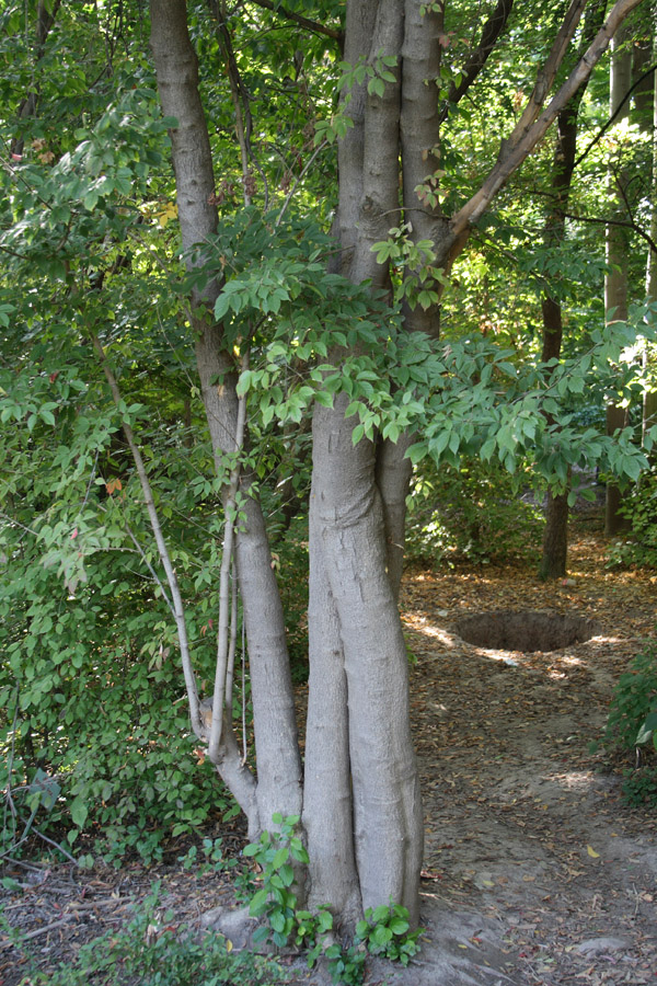 Image of Acer henryi specimen.