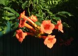 Campsis radicans