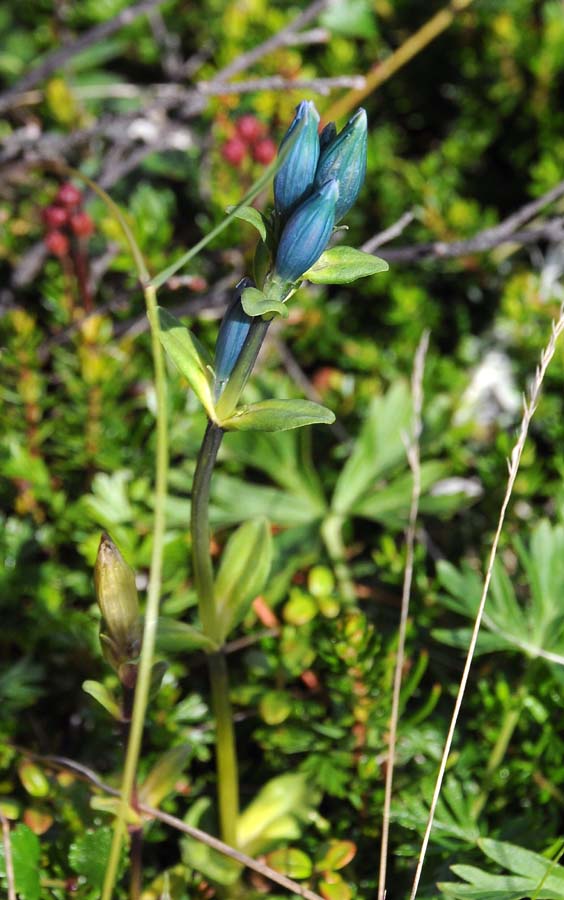 Image of Gentiana glauca specimen.