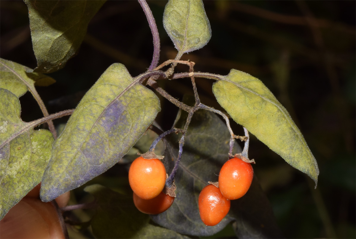 Image of genus Solanum specimen.